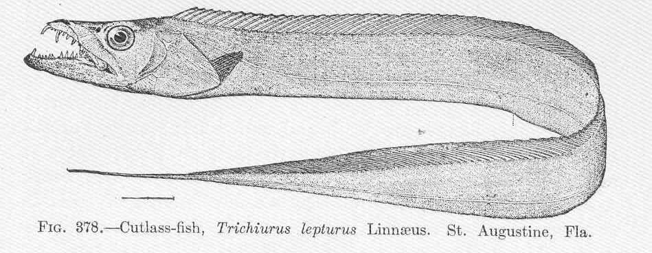 Image of Trichiurus