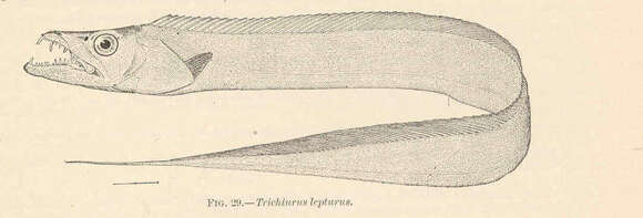 Image de Trichiurus