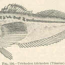 Trichodon trichodon (Tilesius 1813) resmi