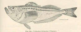 Image of sandfishes