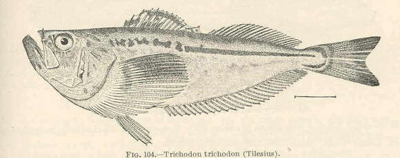 Plancia ëd Trichodon