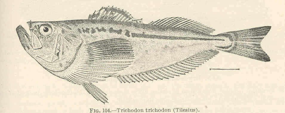 Imagem de Trichodontidae