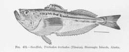 Image of sandfishes