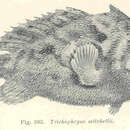 Image of <i>Trichophryne mitchellii</i>