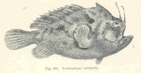 Image de Trichophryne
