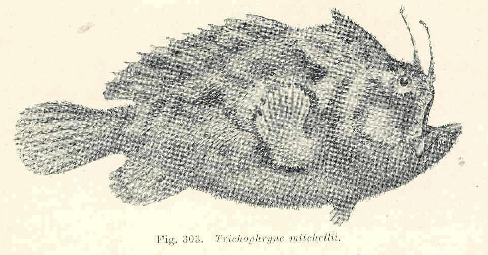 Sivun Trichophryne kuva