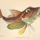 Image of East Atlantic Red Gurnard