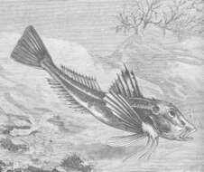 Image de Chelidonichthys