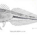 Image of Ribbed sculpin