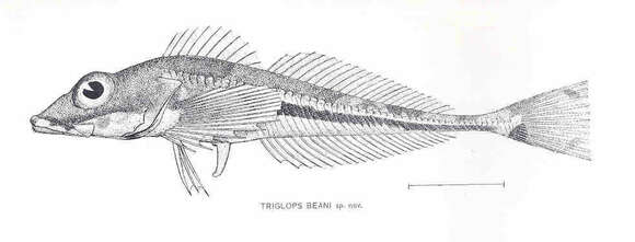 Image of Triglops