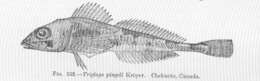 Image of sculpins