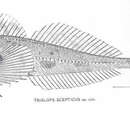 Image of Spectacled sculpin