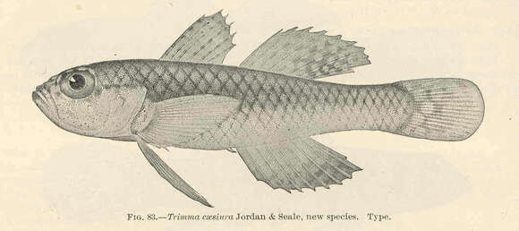 Image of Caesiura dwarfgoby