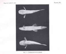 صورة Amblyopsis