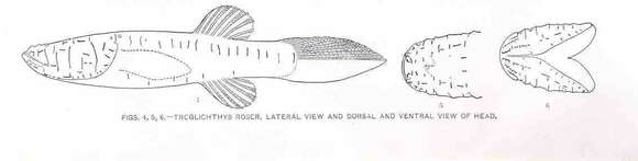 Image of Amblyopsis