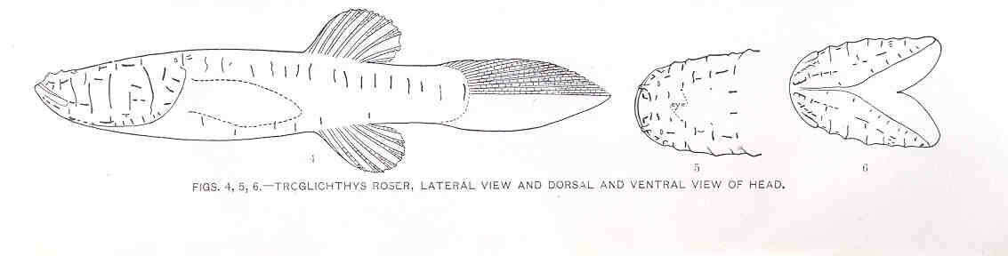 صورة Amblyopsis