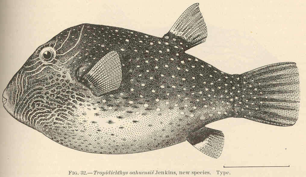 Image of Ambon Pufferfish