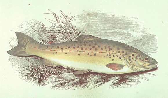 Image of trouts and salmons