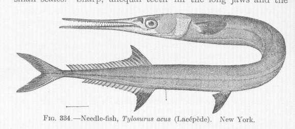 Image of needlefish