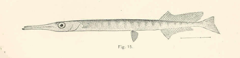 Image of needlefish