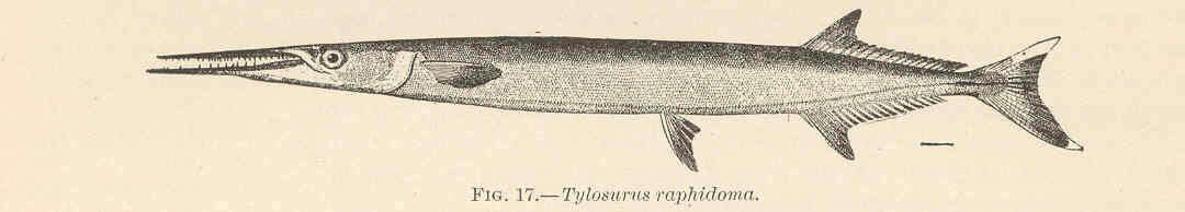 Tylosurus resmi