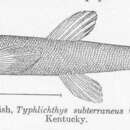 Image of Southern Cavefish