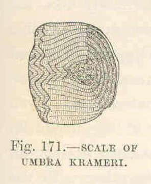 Image de Umbridae