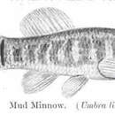 Image of Central Mudminnow