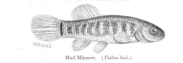 Image of mudminnows and pikes