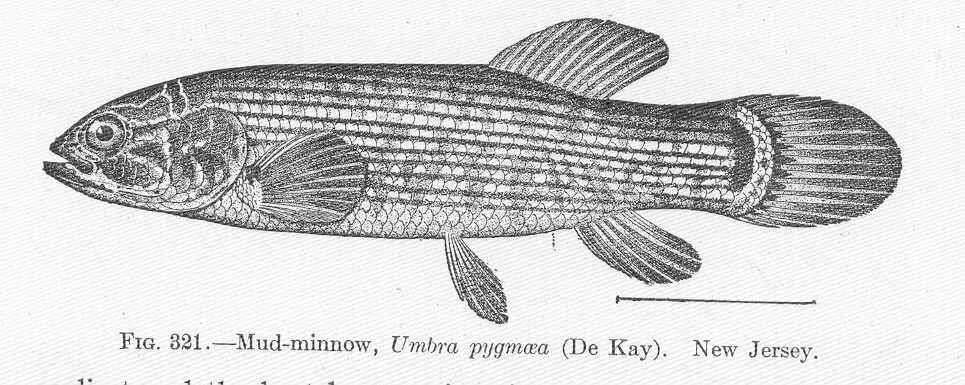Image of mudminnows and pikes