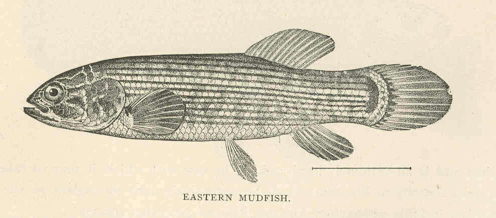 Image of mudminnows