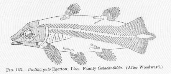 Image of Coelacanthiformes