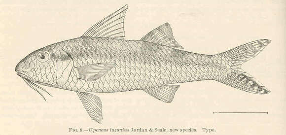 صورة Upeneus luzonius Jordan & Seale 1907