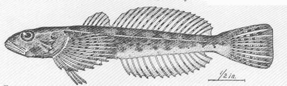 Image of Sculpin