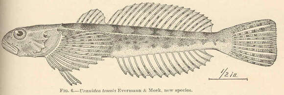 Image of Sculpin