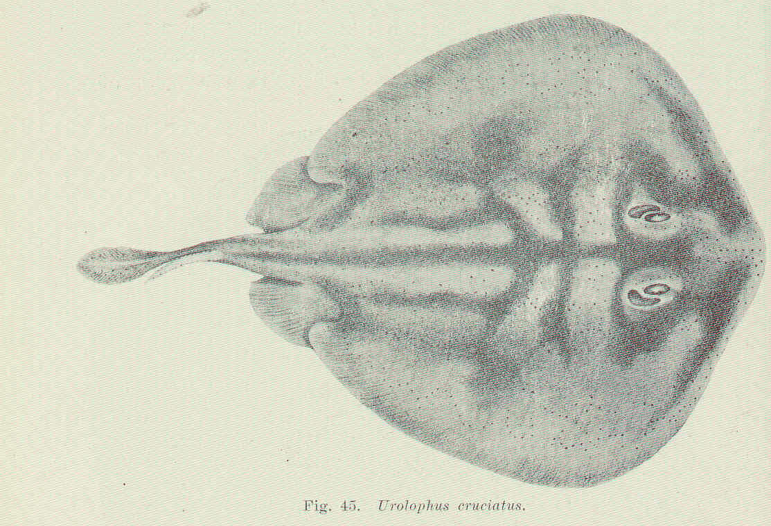Image of <i>Urolophus cruciatus</i> (Lacepède 1804)