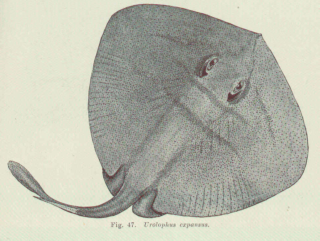 Image of Urolophus