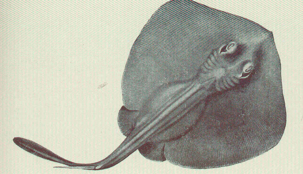 Image of Trygonoptera