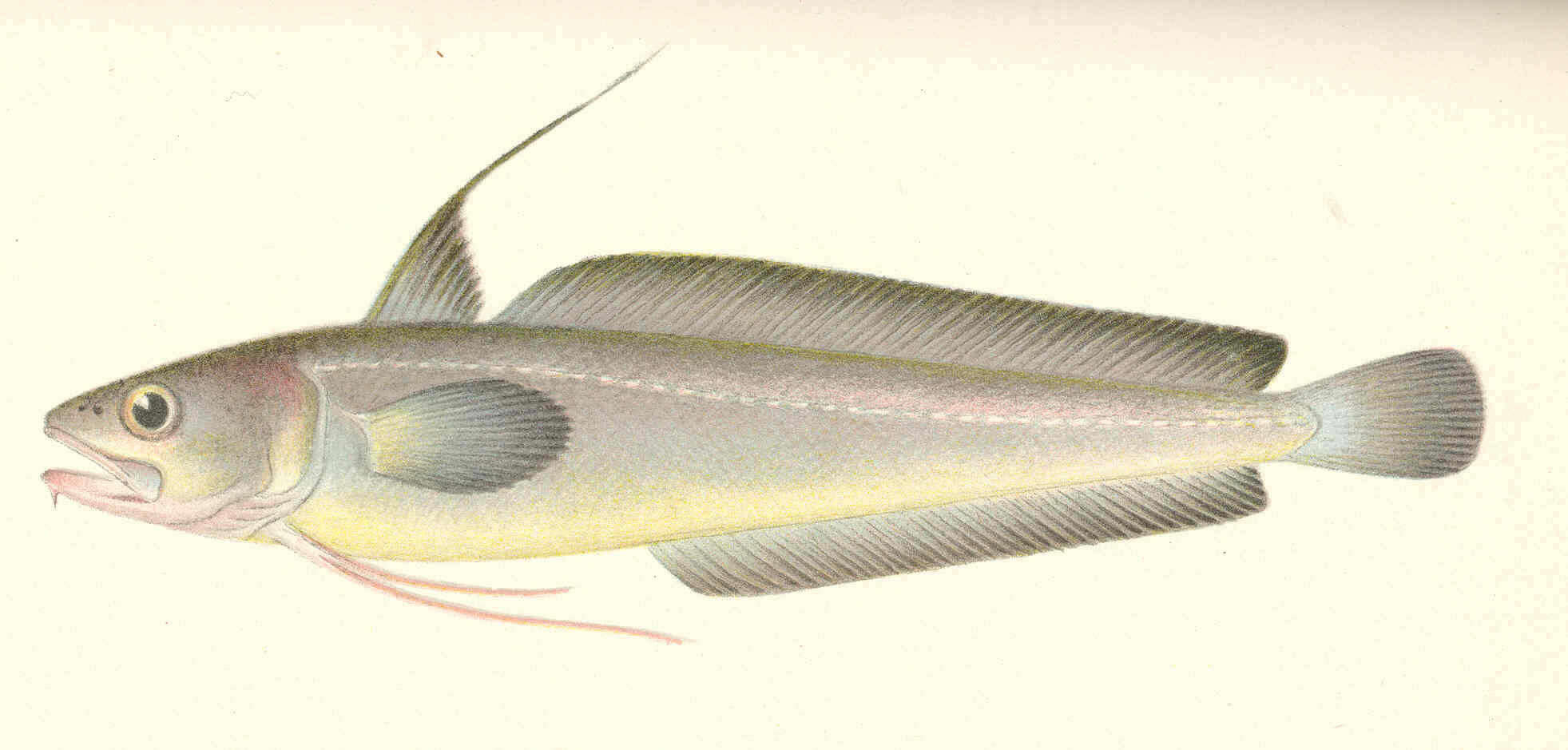 Image of Urophycis