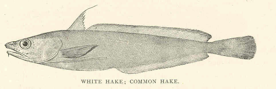 Image of phycid hakes