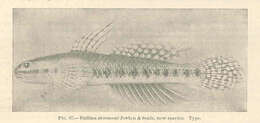 Image of Stiphodon