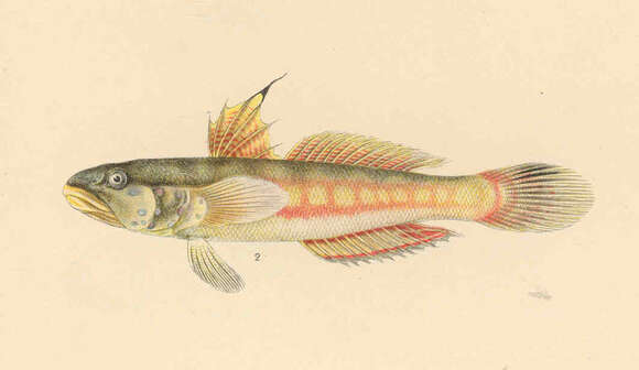 Image of Sleeper Gobies