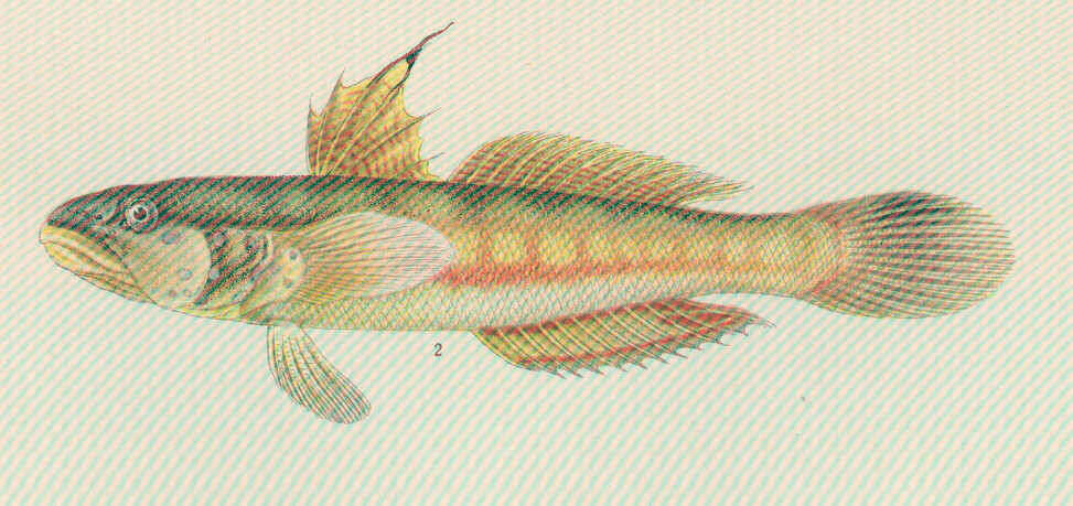 Image of Sleeper Gobies