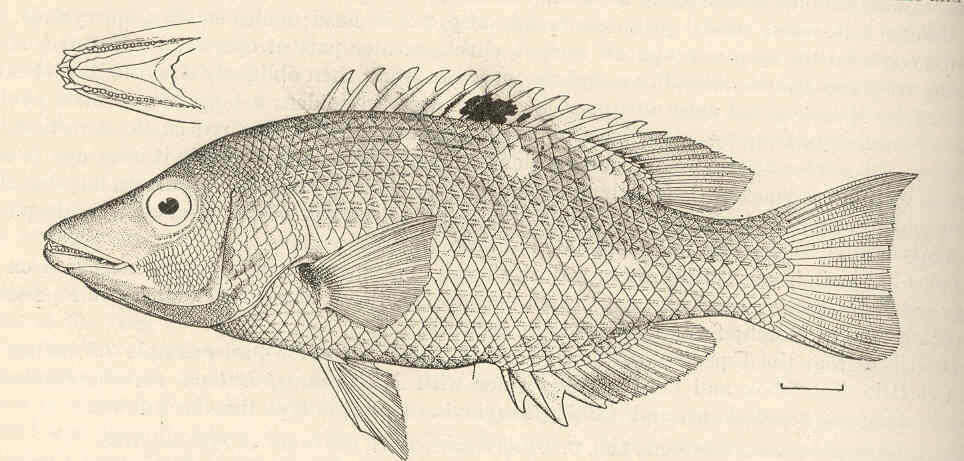 Image de Bodianus oxycephalus (Bleeker 1862)