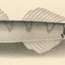 Image of Nopoli Rockclimbing Goby