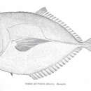 Imagem de Selene dorsalis (Gill 1863)