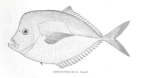 Слика од Selene dorsalis (Gill 1863)