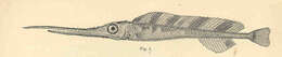 Image of swordfishes