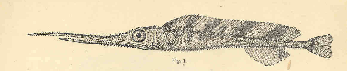 Image of swordfishes