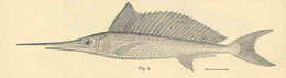 Image of swordfishes